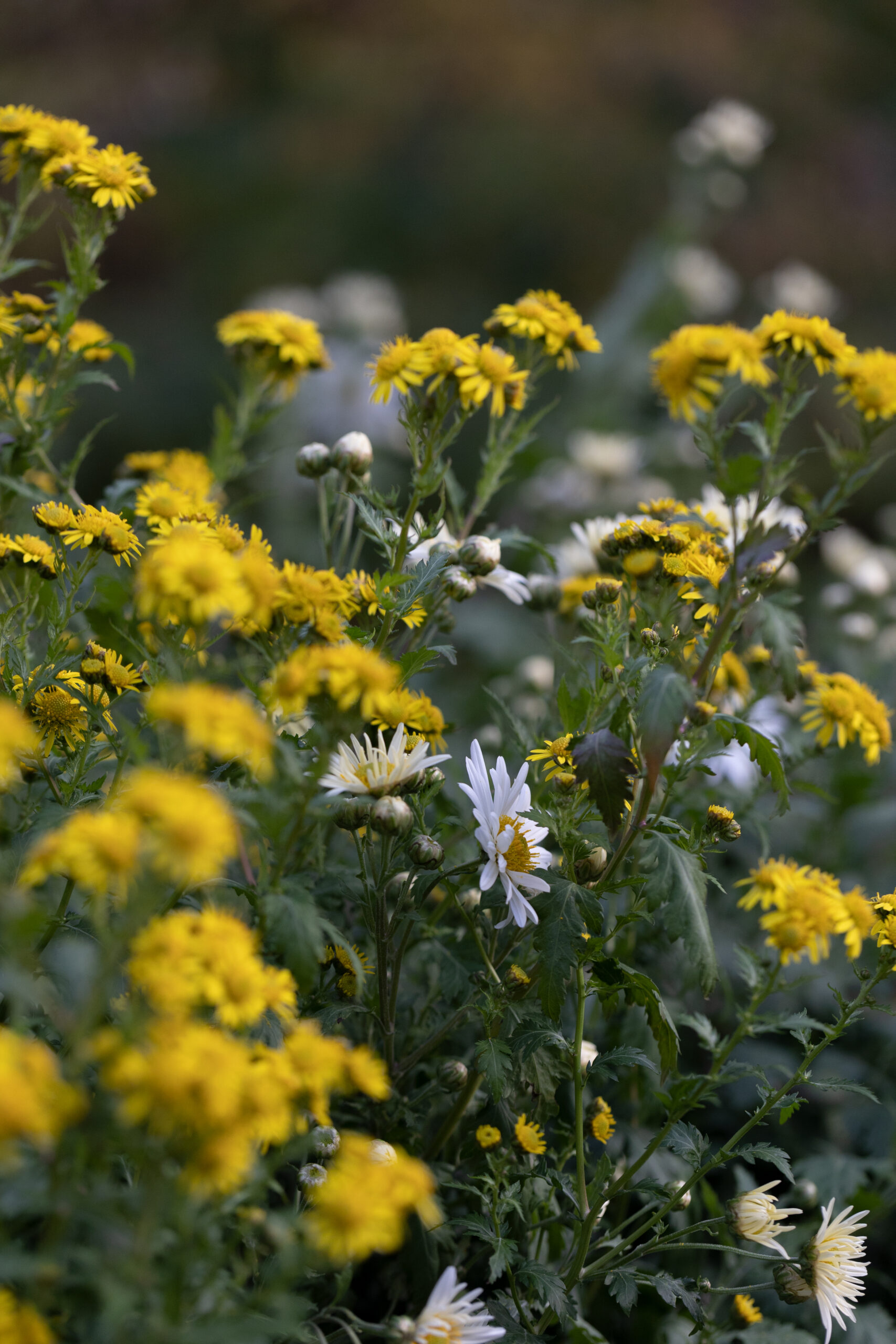 4B3A0809_chrysanthemum