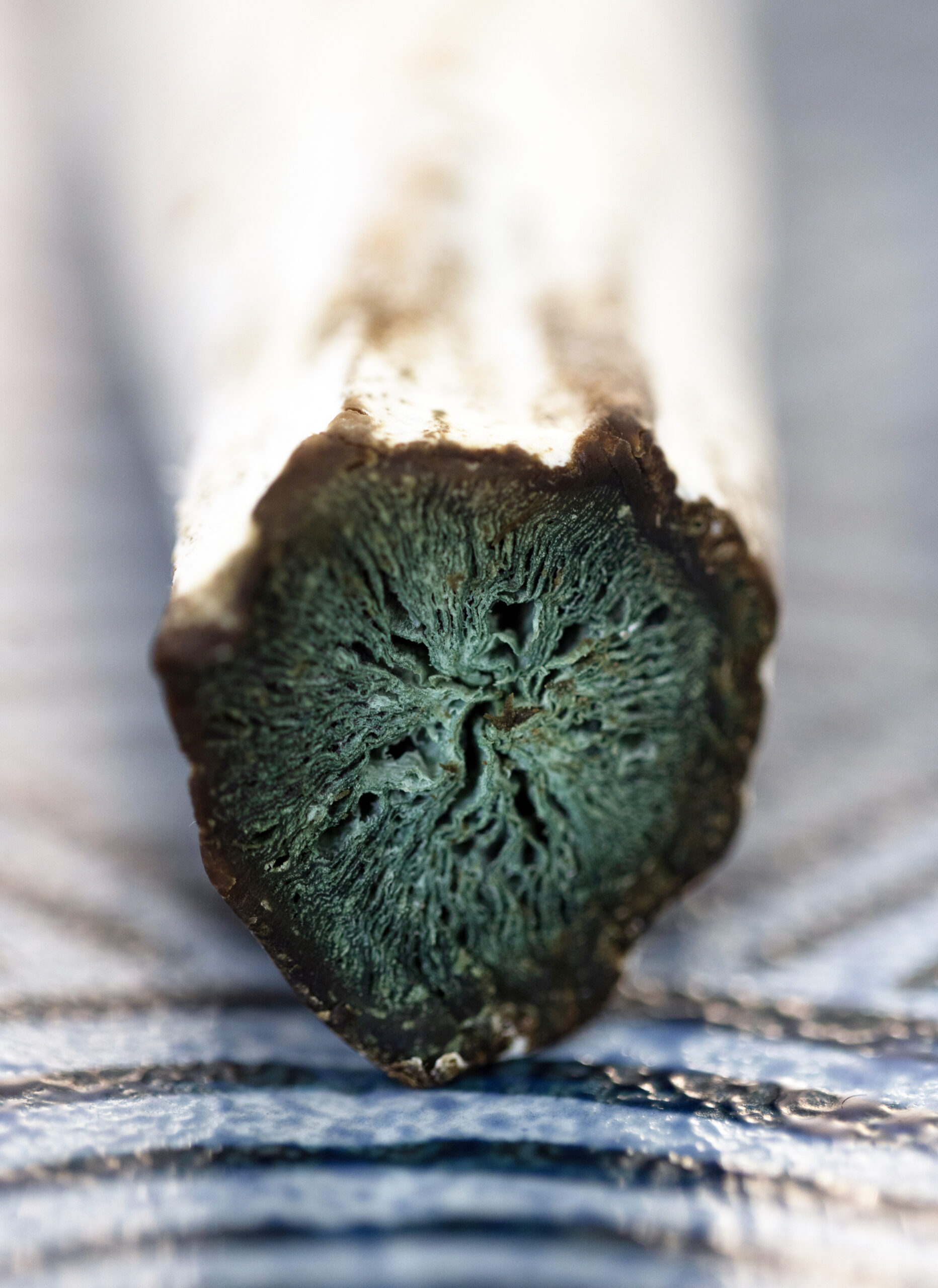 4B3A8770_klettenwurzel